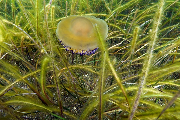 Foto - Soluduğumuz havanın yüzde 20’sini onlar sağlıyor