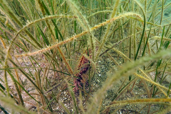 Foto - Soluduğumuz havanın yüzde 20’sini onlar sağlıyor