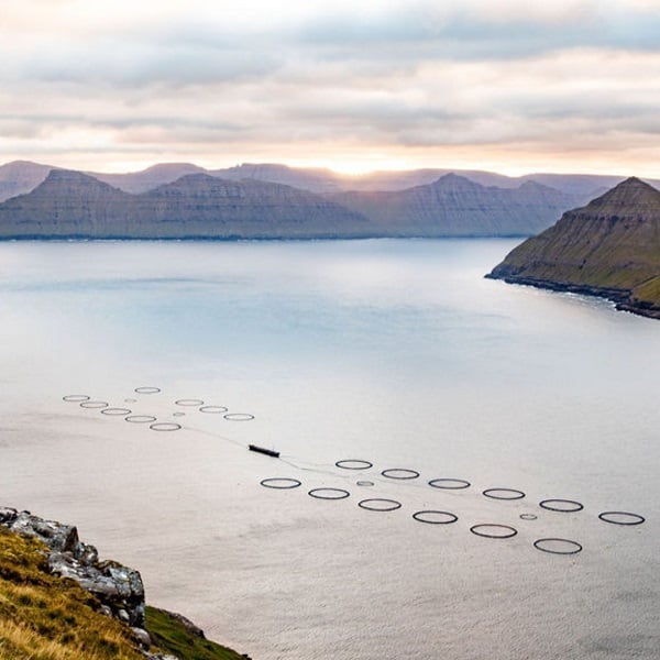 Foto - Somon ölümlerinin sebebi iklim değişikliği mi? 