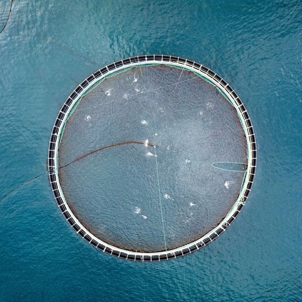 Foto - Somon ölümlerinin sebebi iklim değişikliği mi? 