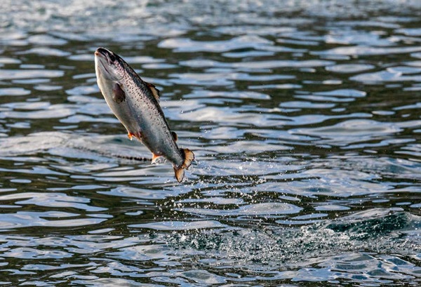 Somon ölümlerinin sebebi iklim değişikliği mi? 