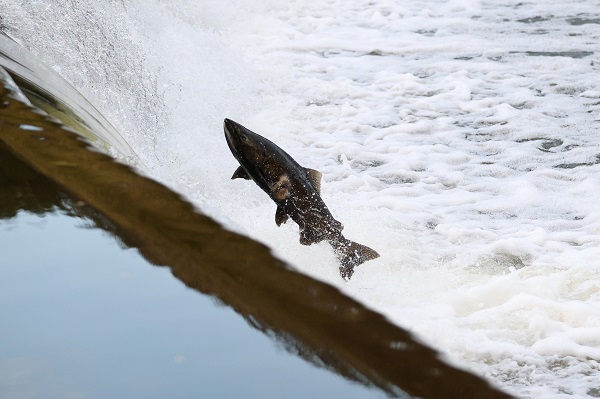 Foto - Somonların zorlu mücadelesi objektiflere takıldı