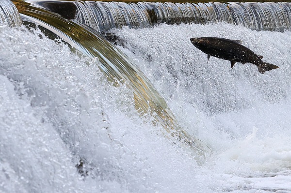 Foto - Somonların zorlu mücadelesi objektiflere takıldı