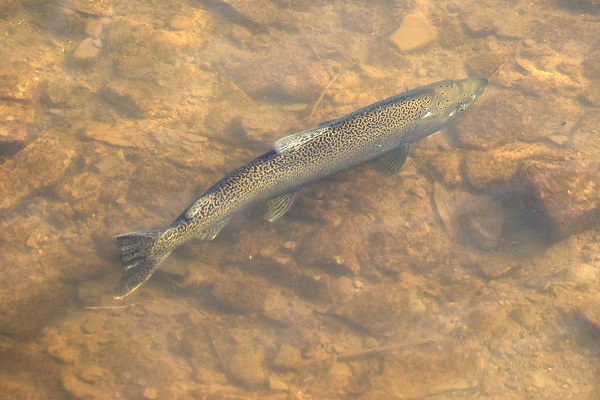 Foto - Somonların zorlu mücadelesi objektiflere takıldı