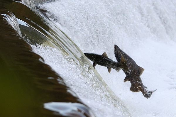 Foto - Somonların zorlu mücadelesi objektiflere takıldı