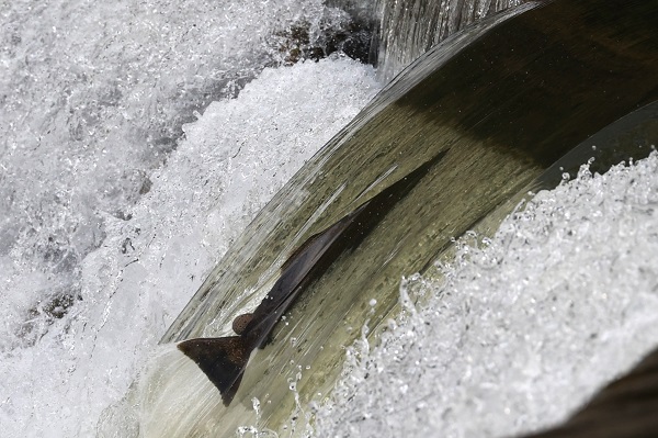 Foto - Somonların zorlu mücadelesi objektiflere takıldı