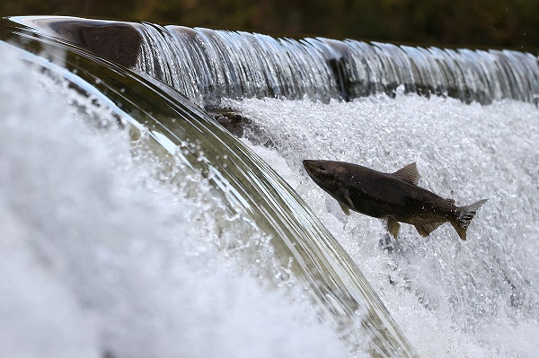 Foto - Somonların zorlu mücadelesi objektiflere takıldı