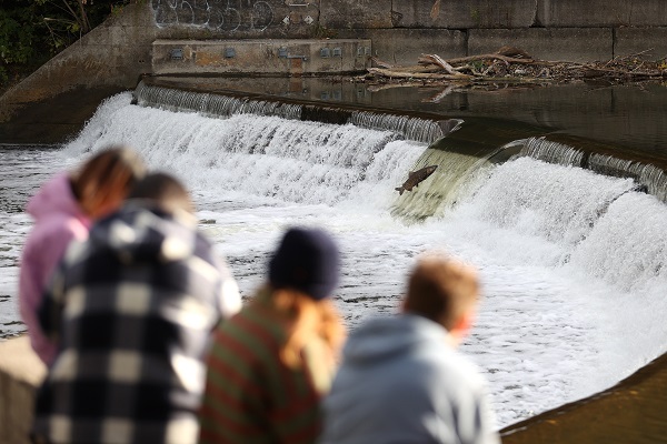 Foto - Somonların zorlu mücadelesi objektiflere takıldı