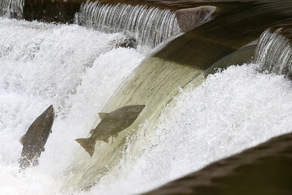Foto - Somonların zorlu mücadelesi objektiflere takıldı