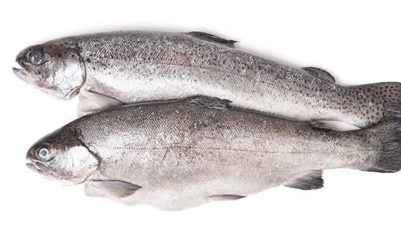 Foto - Somonun tahtı sallanıyor! İşte protein açısından en zengin balıklar