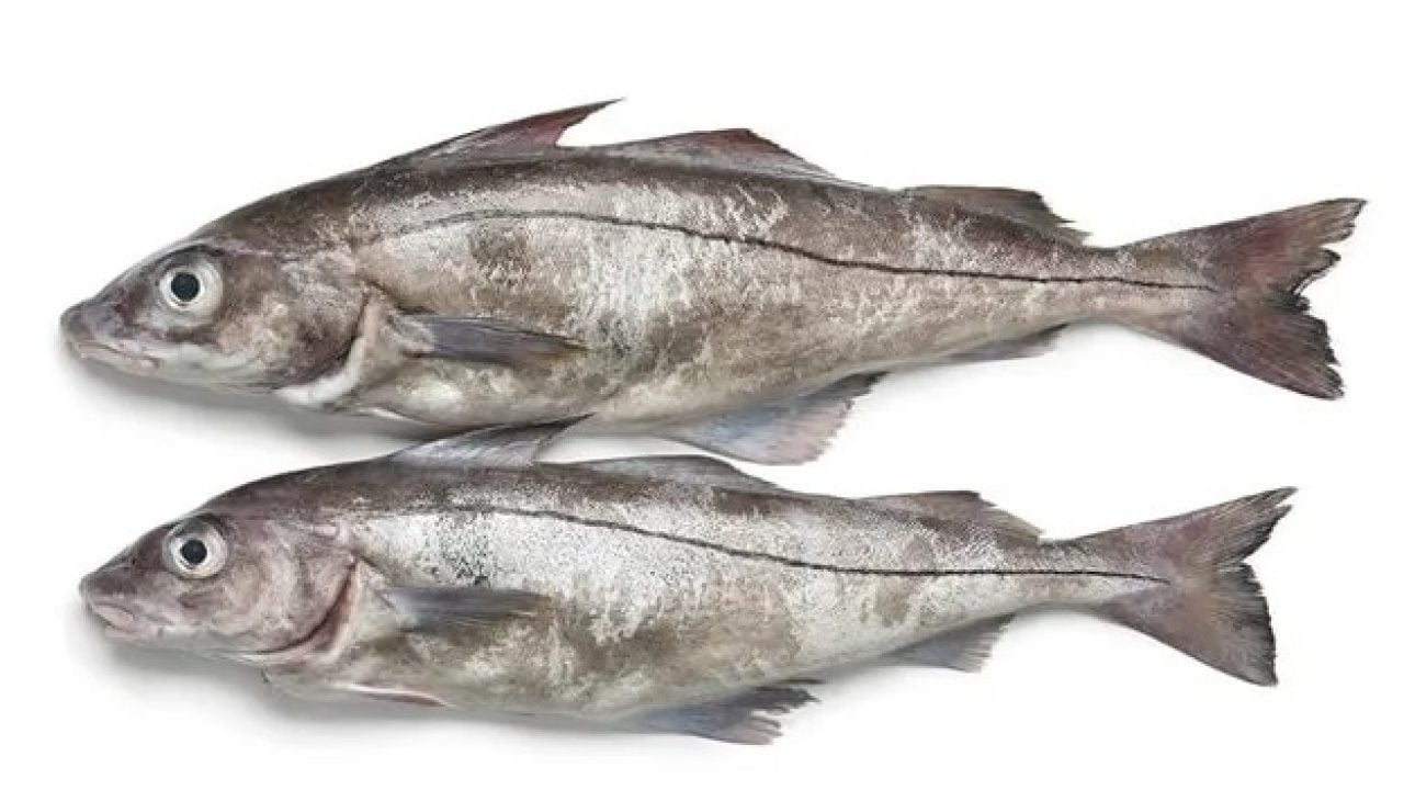 Foto - Somonun tahtı sallanıyor! İşte protein açısından en zengin balıklar