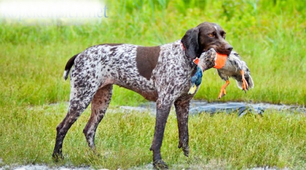 Foto - Sömürgeci İngilizlerin başlattıkları ‘avcı’lık bedel ödetiyor: ‘Avcı’lığa merak saranlar iki kere düşünsün... Hastane kapıları sayısız ‘avcı’ ile dolu