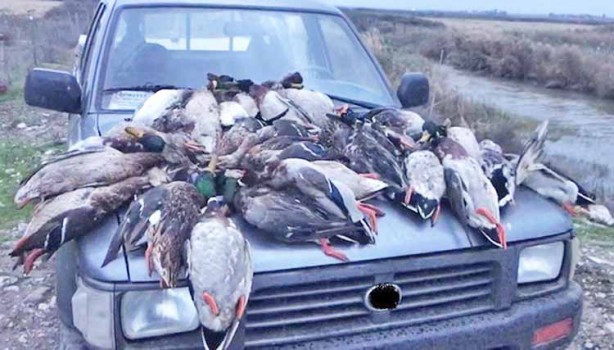 Sömürgeci İngilizlerin başlattıkları ‘avcı’lık bedel ödetiyor: ‘Avcı’lığa merak saranlar iki kere düşünsün... Hastane kapıları sayısız ‘avcı’ ile dolu