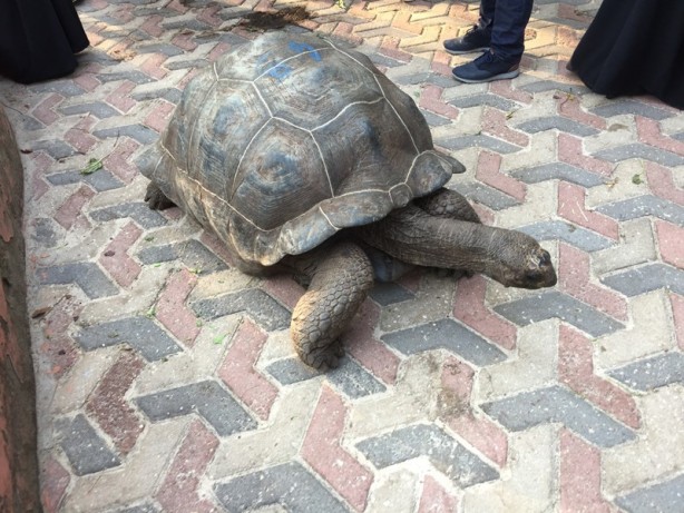 Foto - Sömürgecilerin paylaşamadığı cennet: Zanzibar - 4