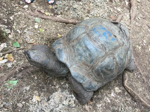Foto - Sömürgecilerin paylaşamadığı cennet: Zanzibar - 4