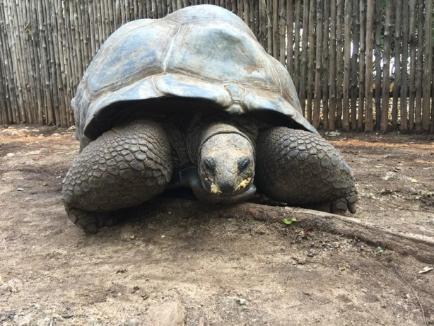Foto - Sömürgecilerin paylaşamadığı cennet: Zanzibar - 4