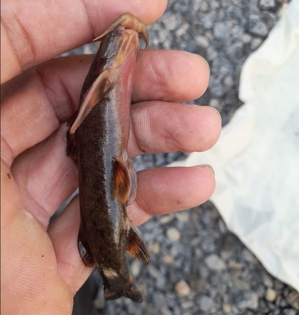 Foto - Son derece nadir görülüyor | Bakın balıkçıların ağına ne takıldı!