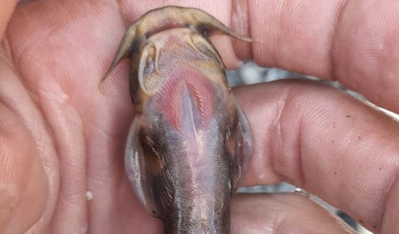 Son derece nadir görülüyor | Bakın balıkçıların ağına ne takıldı!