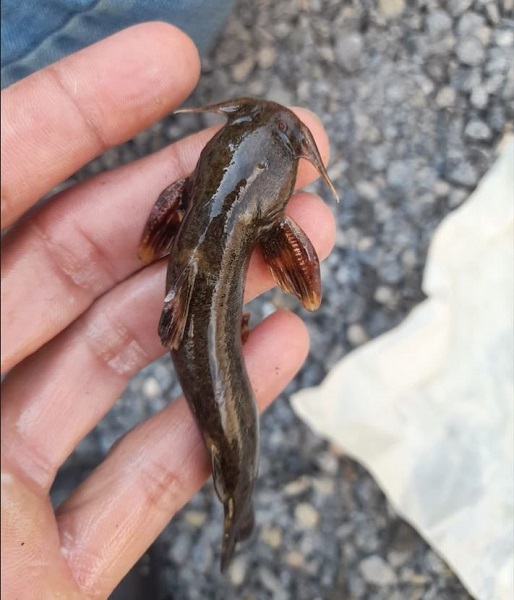 Foto - Son derece nadir görülüyor | Bakın balıkçıların ağına ne takıldı!
