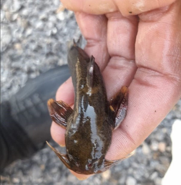 Foto - Son derece nadir görülüyor | Bakın balıkçıların ağına ne takıldı!