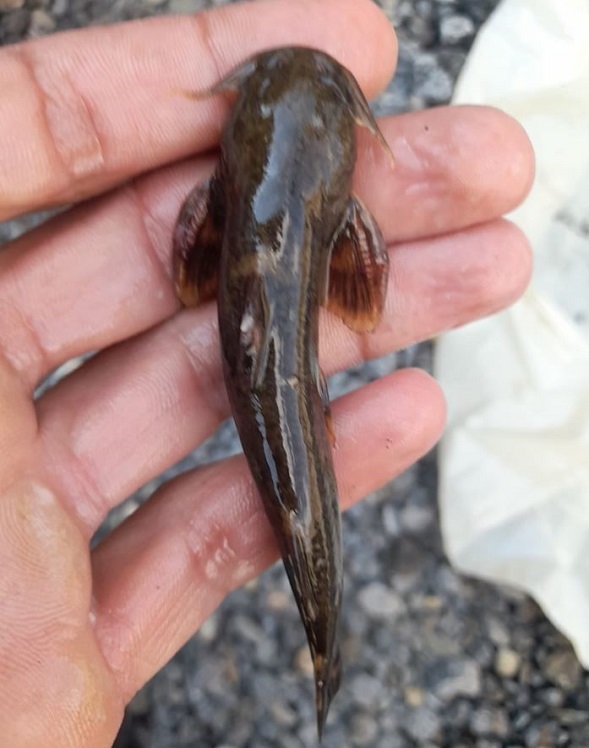 Foto - Son derece nadir görülüyor | Bakın balıkçıların ağına ne takıldı!