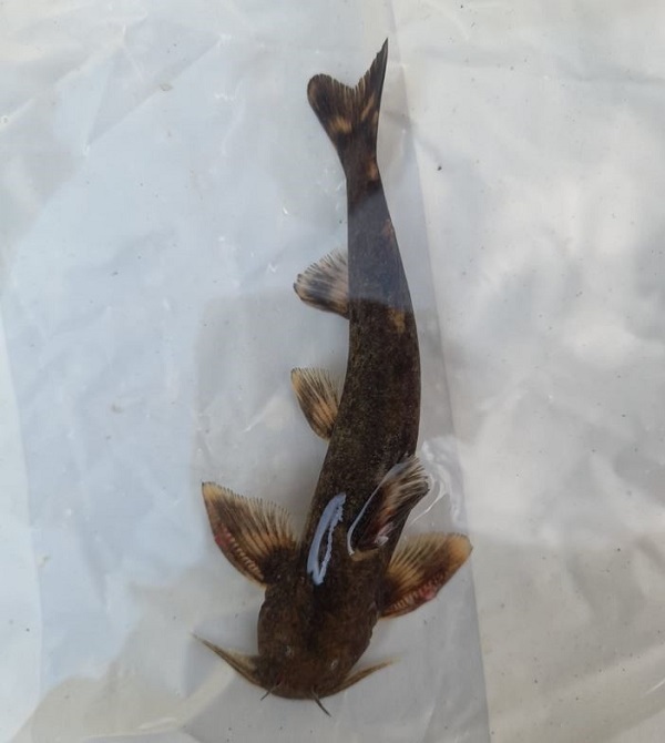 Foto - Son derece nadir görülüyor | Bakın balıkçıların ağına ne takıldı!