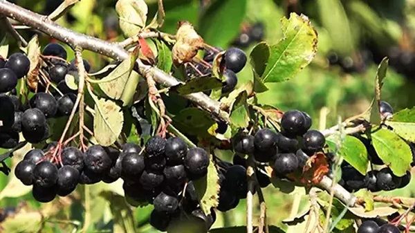 Foto - Son dönemde ülkemizde yaygınlaştı! Bu meyve karaciğer hasarını önlüyor