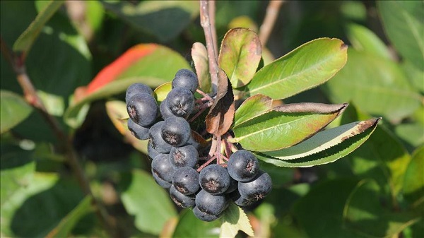 Foto - Son dönemde ülkemizde yaygınlaştı! Bu meyve karaciğer hasarını önlüyor