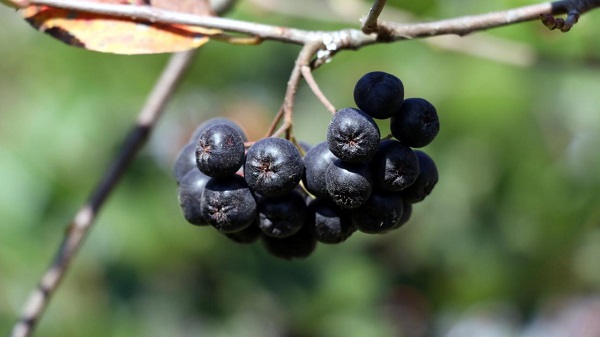 Foto - Son dönemde ülkemizde yaygınlaştı! Bu meyve karaciğer hasarını önlüyor