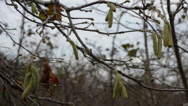 Foto - Son dönemlerde bu kadarı olmamıştı! Fındık üretiminde korkutan tablo