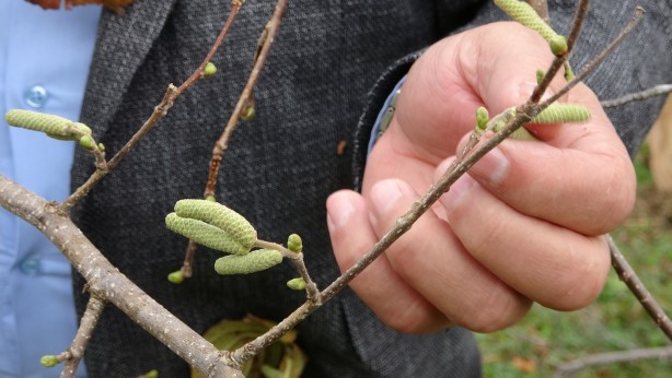 Foto - Son dönemlerde bu kadarı olmamıştı! Fındık üretiminde korkutan tablo