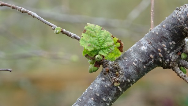 Foto - Son dönemlerde bu kadarı olmamıştı! Fındık üretiminde korkutan tablo