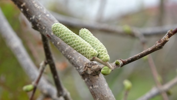Foto - Son dönemlerde bu kadarı olmamıştı! Fındık üretiminde korkutan tablo