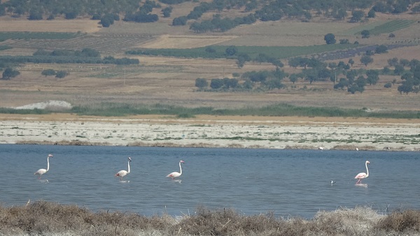 Foto - Son elli yılda üçte biri yok oldu! İşte Burdur Gölü'nün son hali