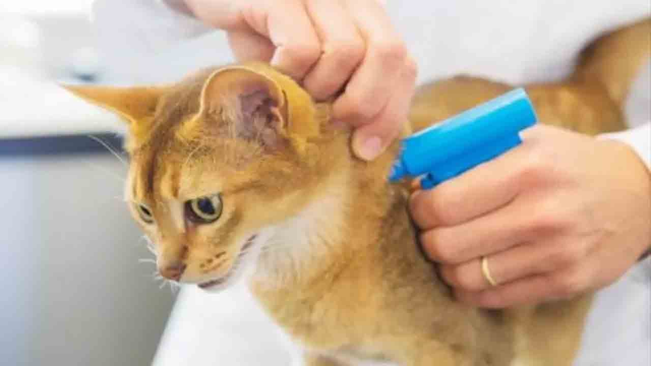 Son gün 31 Aralık: Mikroçip yaptırmayan hayvan sahiplerine ceza