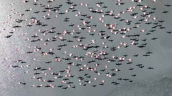 Foto - Son hali yürek burktu! O gölü flamingolar bile terk etti