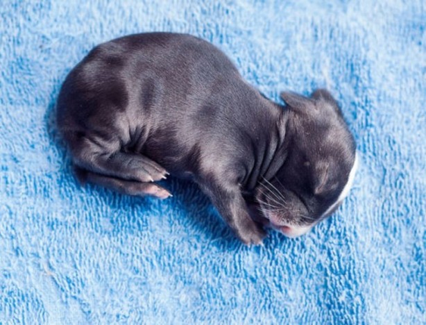 Foto - Son haline bayılacaksınız