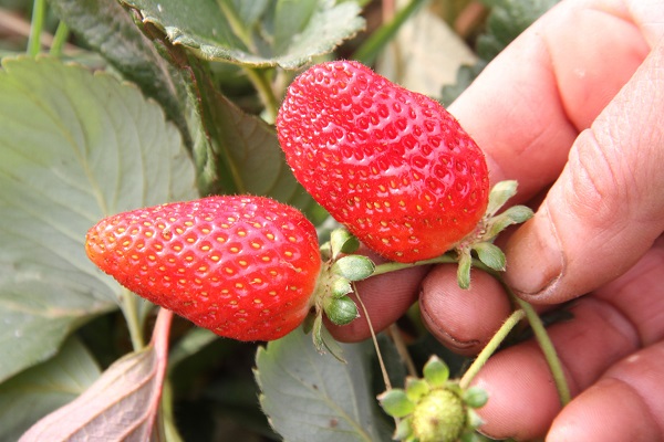 Foto - Son hasat yapıldı! Kilosu 50 TL