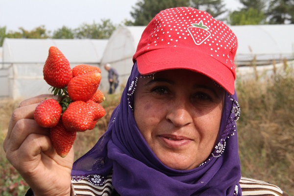 Foto - Son hasat yapıldı! Kilosu 50 TL