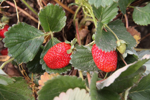 Foto - Son hasat yapıldı! Kilosu 50 TL