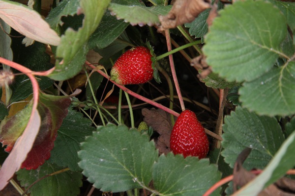 Foto - Son hasat yapıldı! Kilosu 50 TL