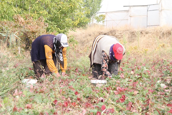 Foto - Son hasat yapıldı! Kilosu 50 TL