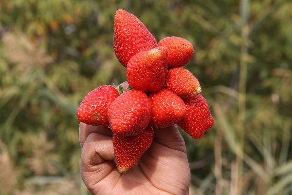 Foto - Son hasat yapıldı! Kilosu 50 TL