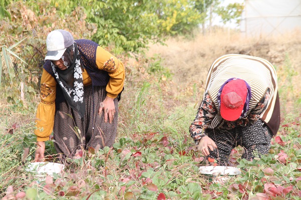 Foto - Son hasat yapıldı! Kilosu 50 TL