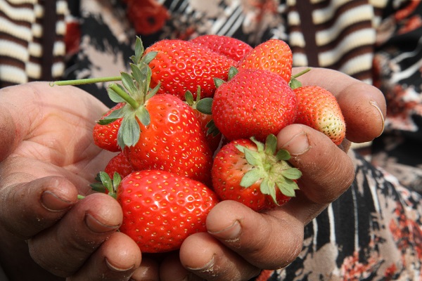 Foto - Son hasat yapıldı! Kilosu 50 TL