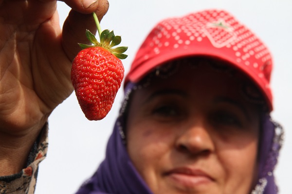 Foto - Son hasat yapıldı! Kilosu 50 TL