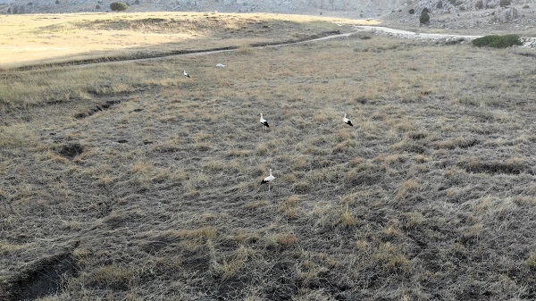 Son leylek kafilesi Söğüt Yaylası'na veda etti