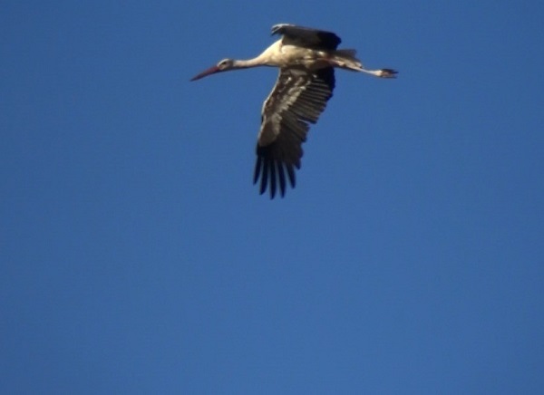 Foto - Son leylek kafilesi Söğüt Yaylası'na veda etti