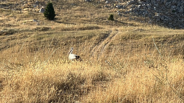 Foto - Son leylek kafilesi Söğüt Yaylası'na veda etti
