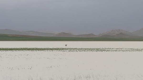 Foto - Son üç yıldır kurumuş haldeydi! O gölün son hali
